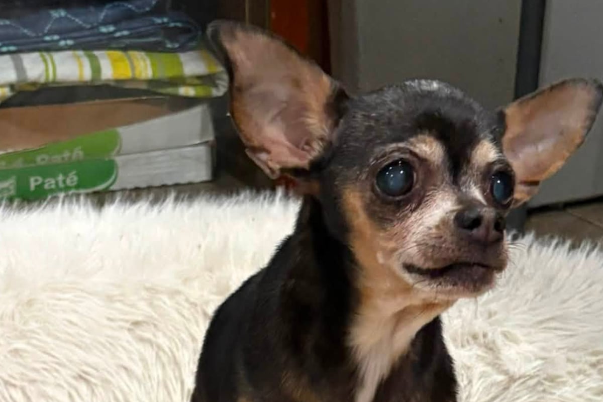 Dog reunited with her owner after 12 long years: "A piece of my heart was back with me"