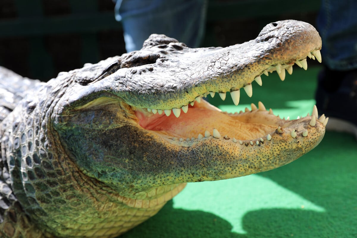 Florida fisherman killed by massive alligator in horrific attack