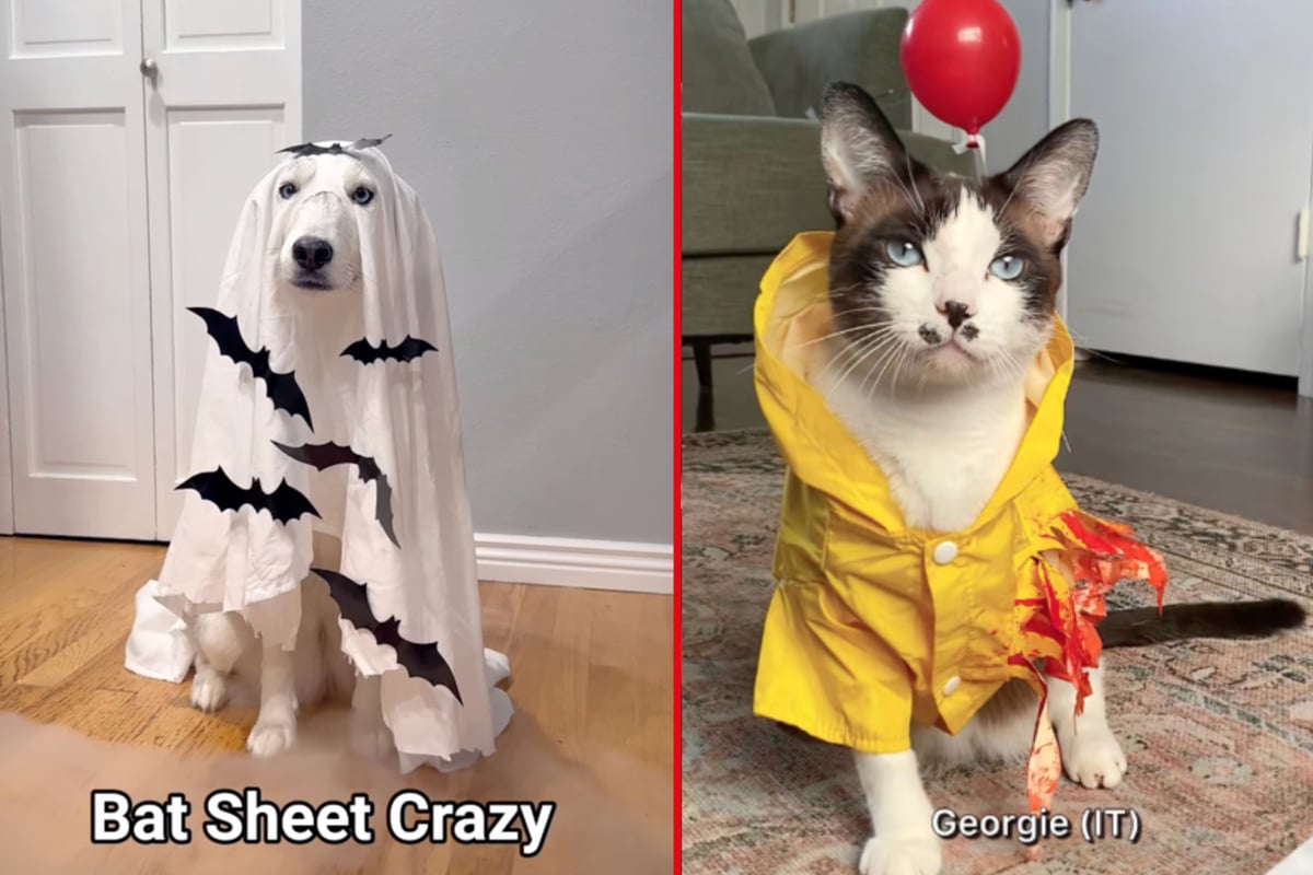 Halloween pet costume ideas that are perfect last-minute looks with an adorable twist!
