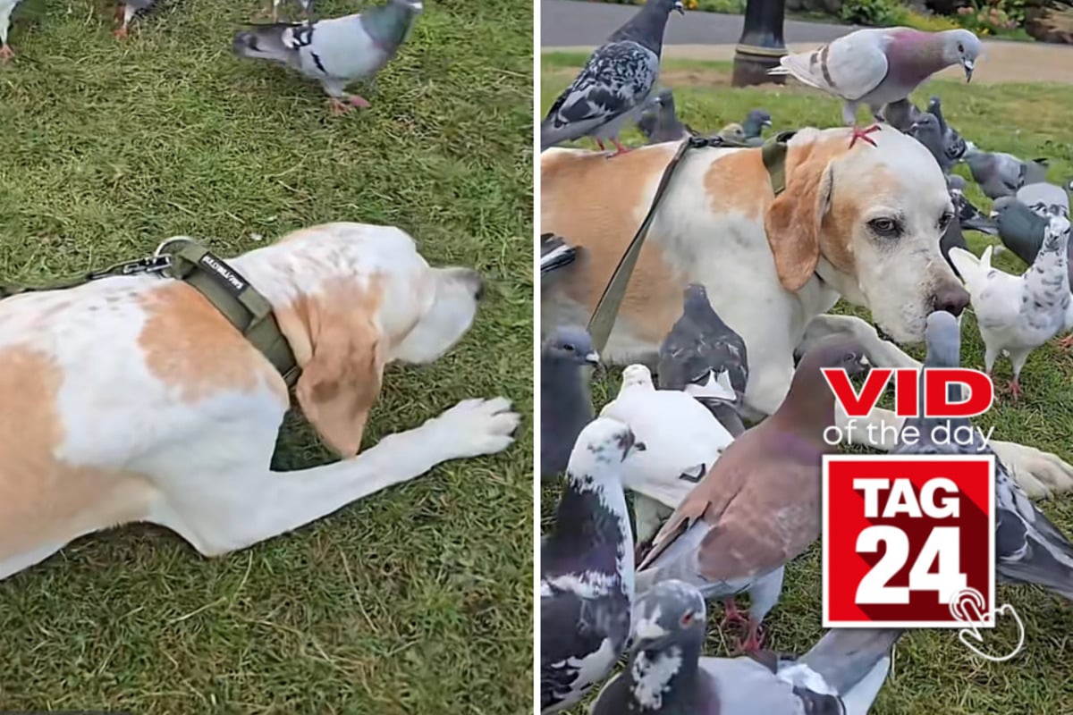 Viral Video of the Day for October 11, 2026: Sweet dog becomes best buds with unlikely flock in adorable TikTok
