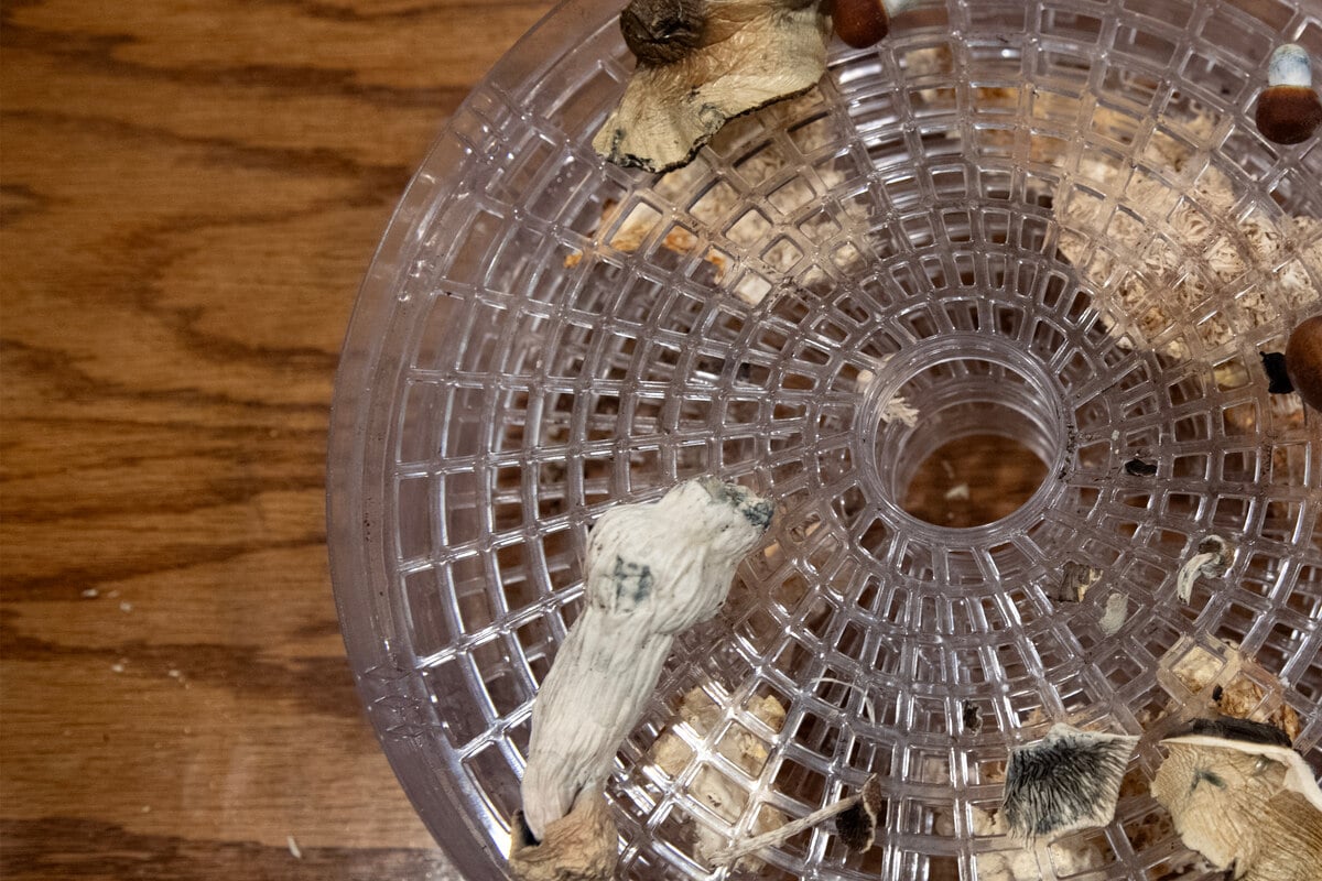 Magic mushrooms could be on the menu for cancer sufferers, according to new study