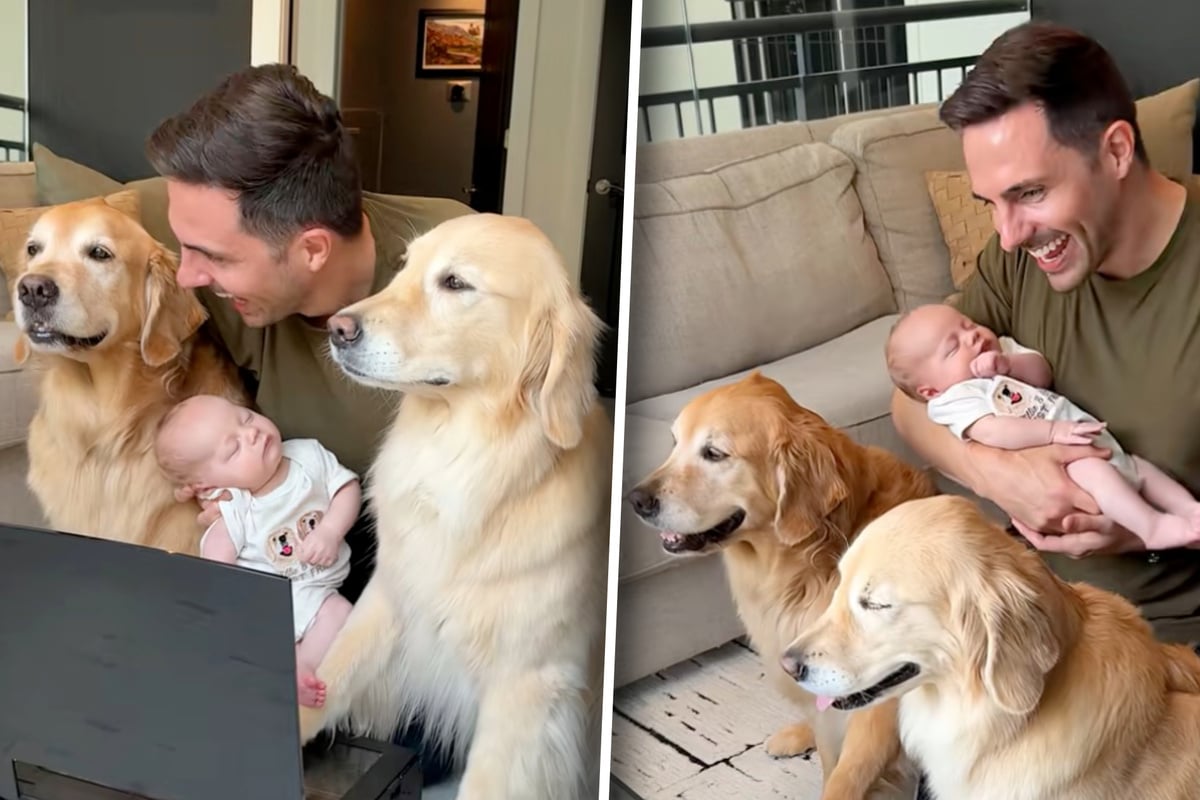 Dogs and baby do the sweetest art project with their dad: "These may be the best pictures ever"