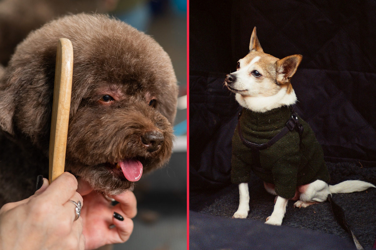 Best toy dog breeds: Top 10