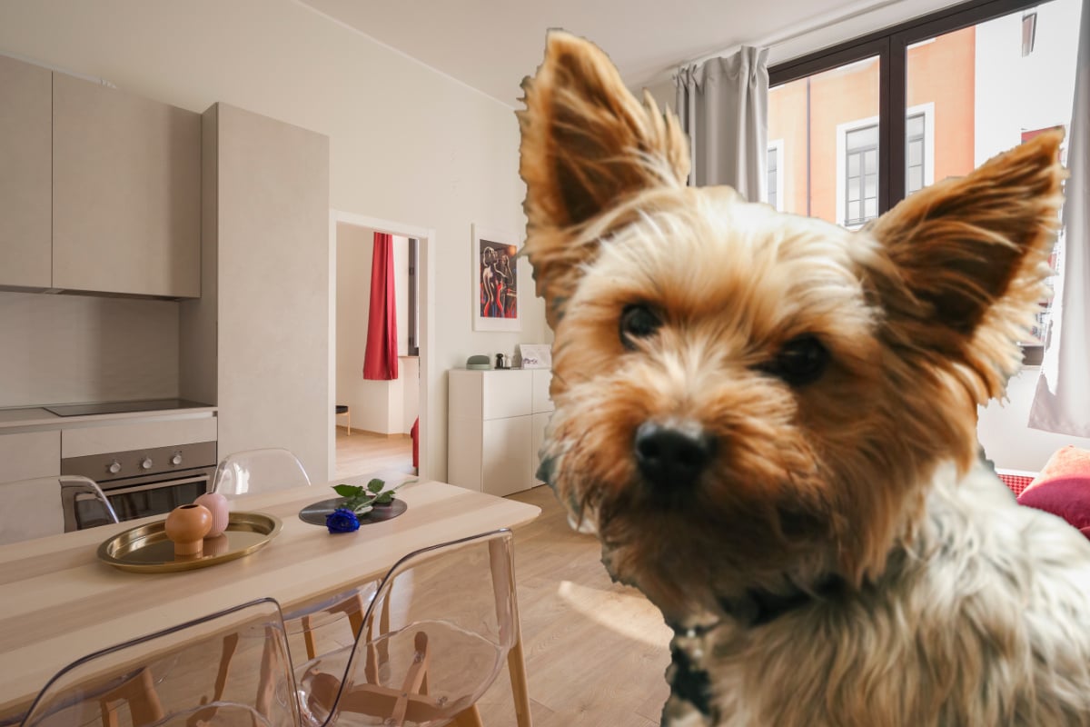 Best dog breeds for apartments: Large, medium, and small apartment dogs