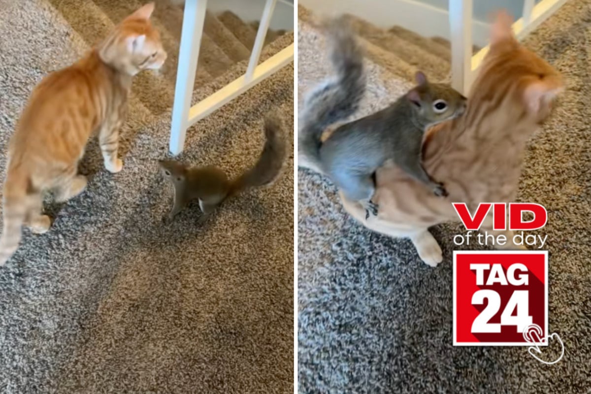 Viral Video of the Day for October 22, 2026: Cat and squirrel become the unlikeliest besties