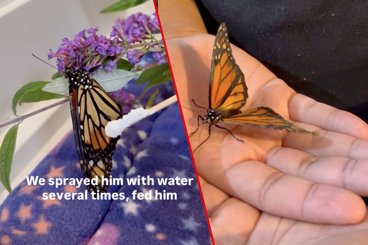 Butterfly is almost grounded for good by pot of beans: "You really can't make this stuff up"