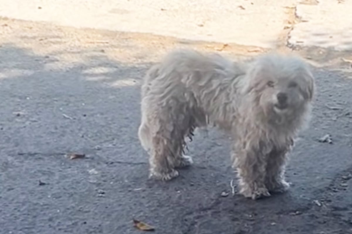 National Dog Day: Dog abandoned by family breaks rescuers' hearts with this tragic behavior