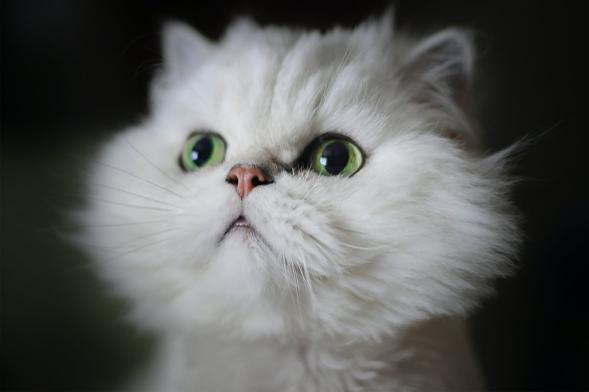 Top 10 white cat breeds