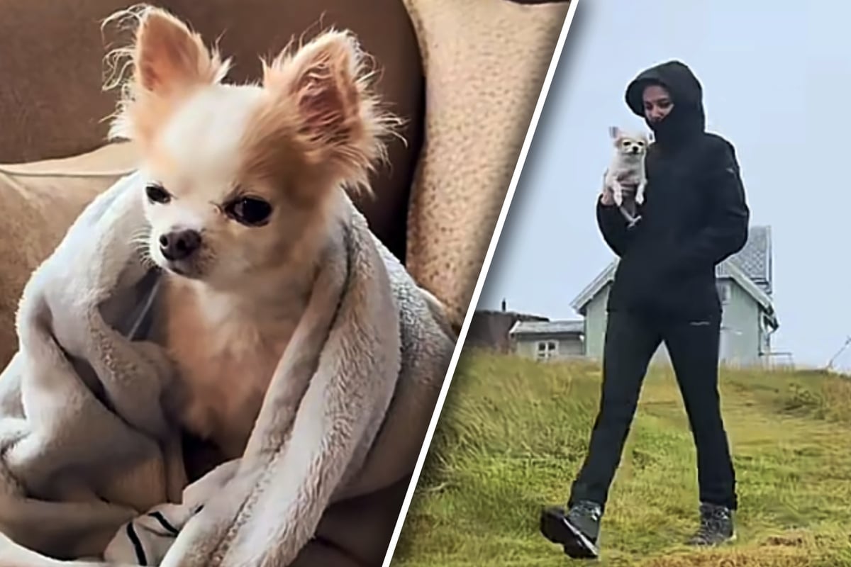 Dog owner travels to Norway with dying pet for one last road trip: "It was nice to see him carefree again"