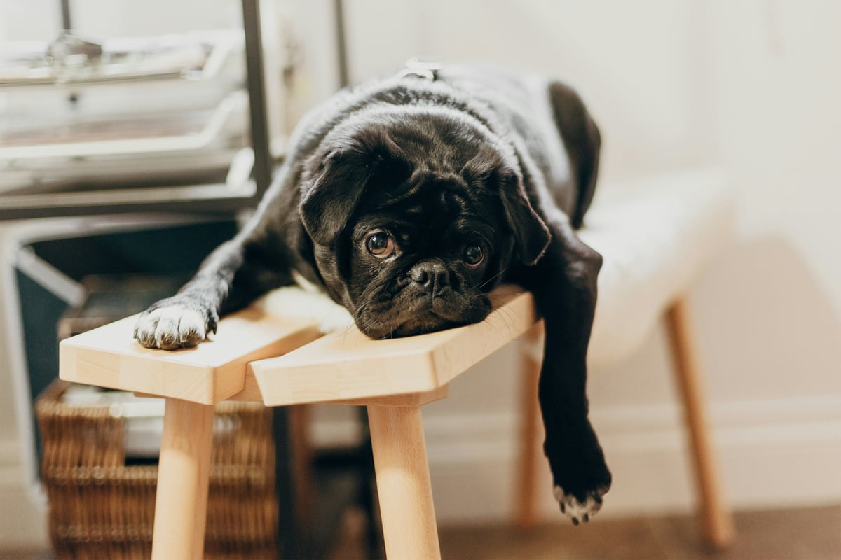 What are the laziest dog breeds? Top 10