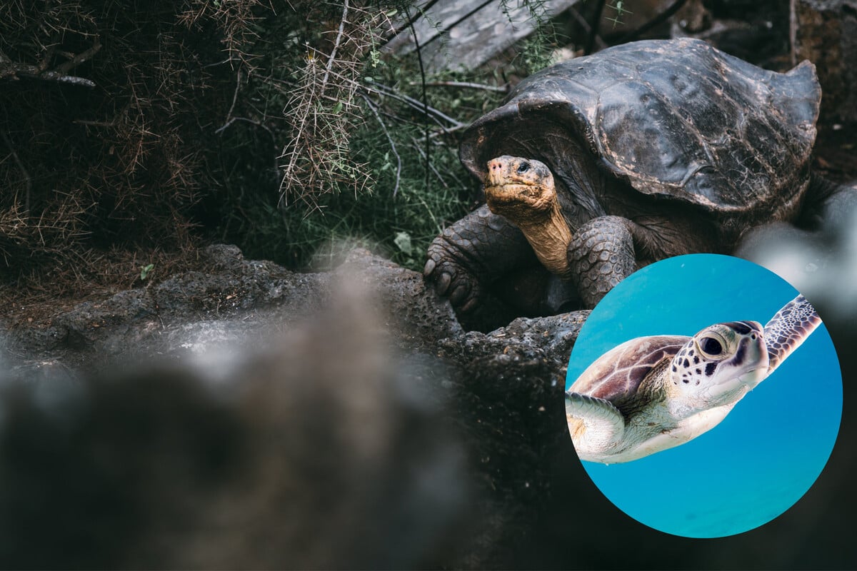 Turtle vs. tortoise: What is the difference between a turtle and a tortoise?