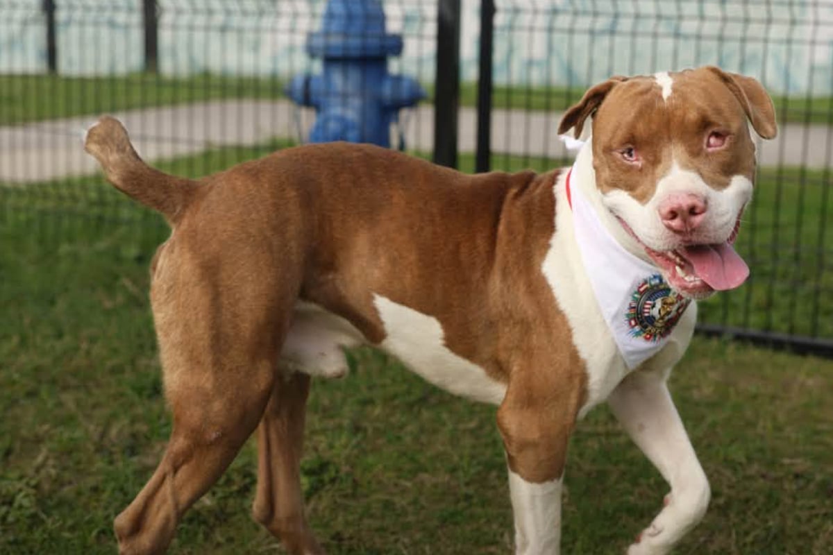 Dog stumbles into a dollar store all alone – when workers get a closer look, they are heartbroken