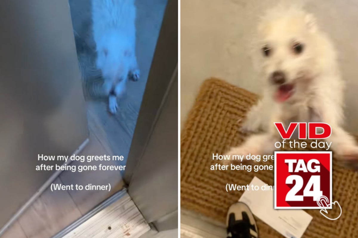 Viral Video of the Day for October 26, 2026: Dog has absolutely no chill after owner comes home!