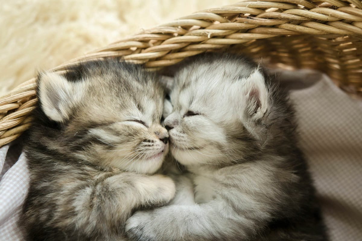 Tiere