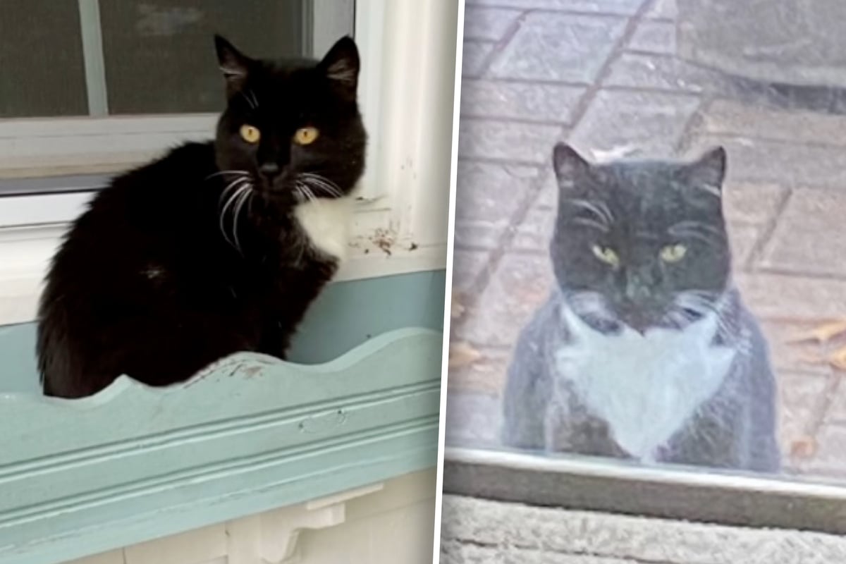 Cat shows up at couple's home every day – then they realize who she's waiting for