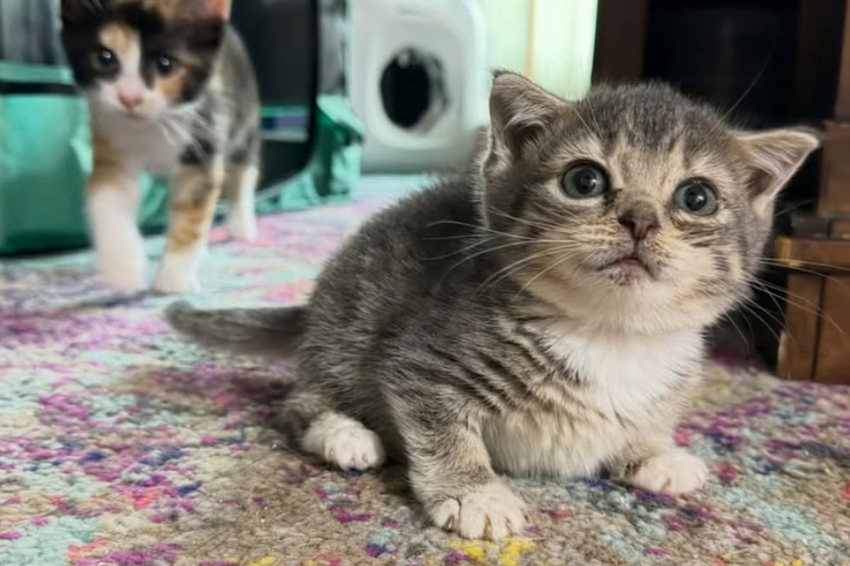 Tiny cat looks like a newborn kitten in shocking medical mystery! Why won't she grow?