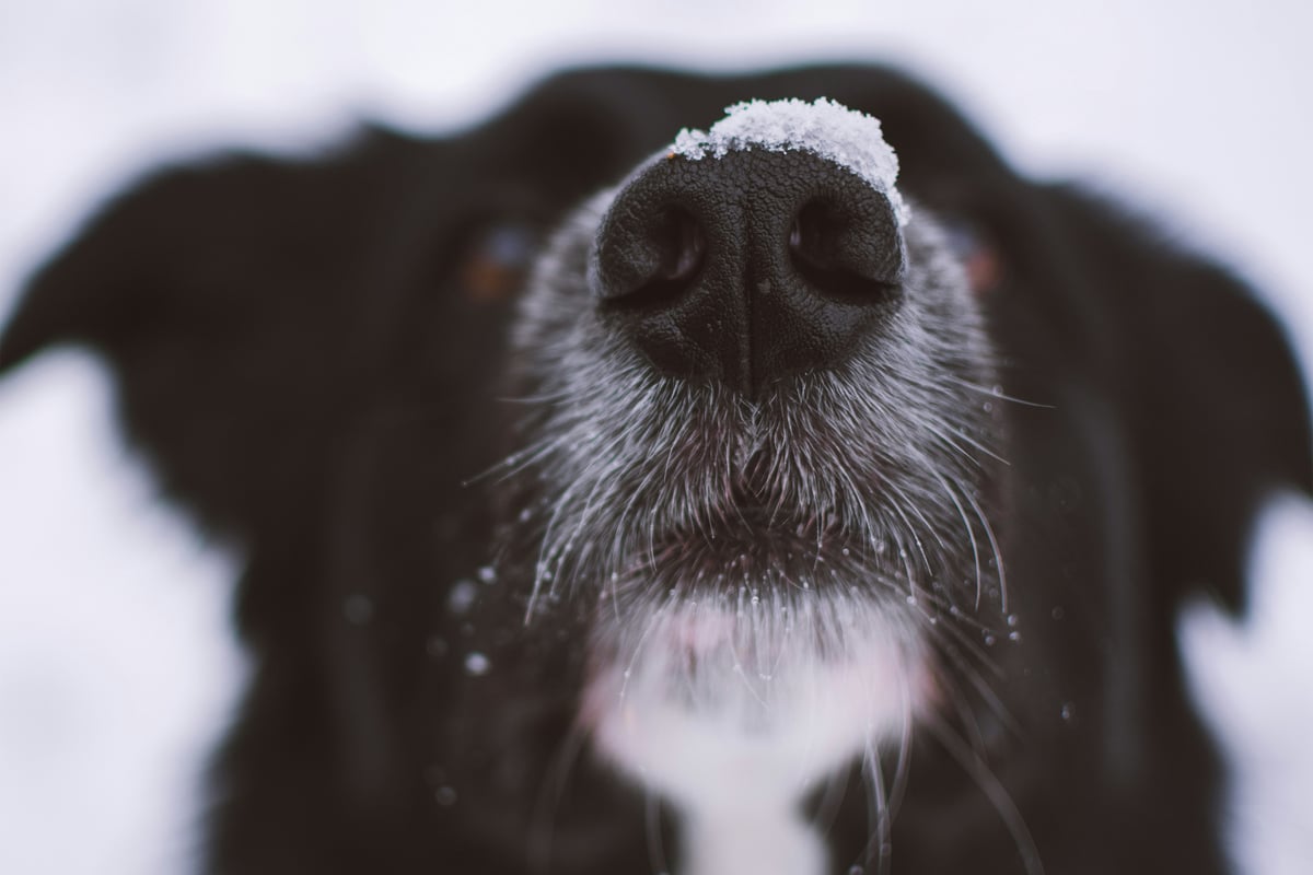 Why do dogs have whiskers?