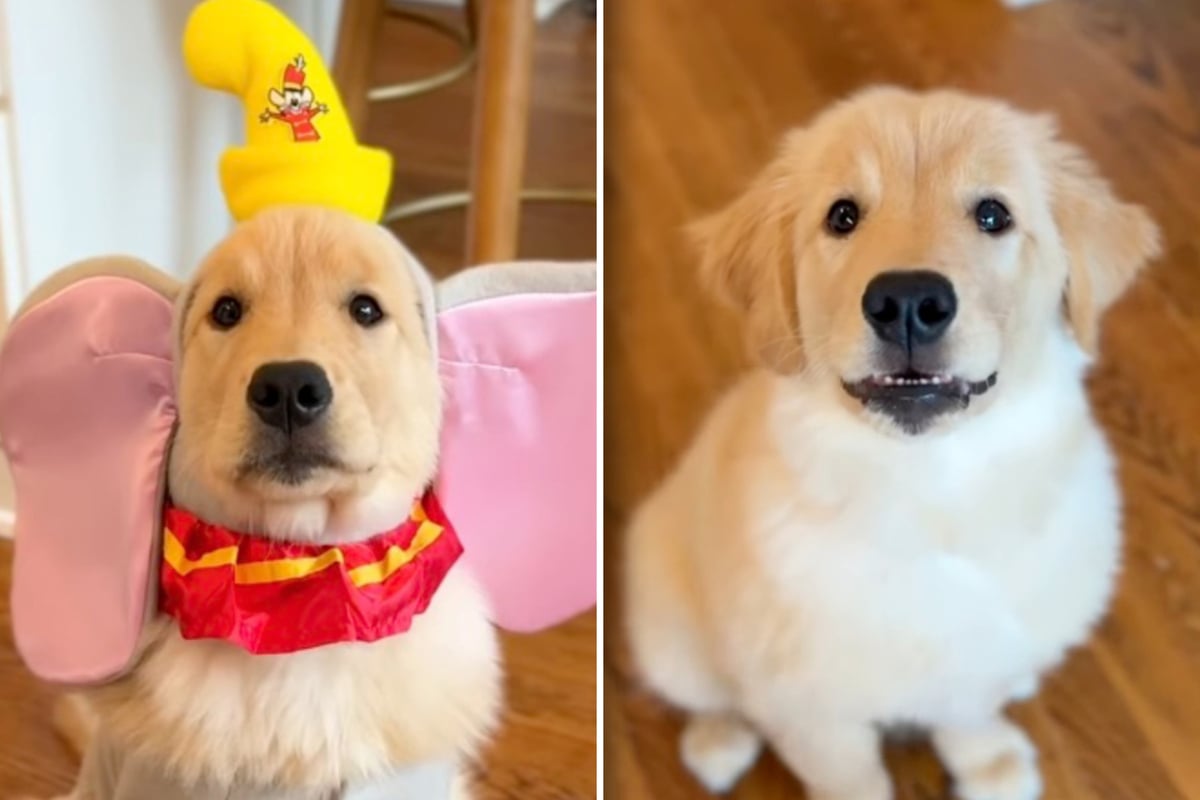 Golden Retriever puppy shows off adorable Halloween costume: "She'll grow into the ears"