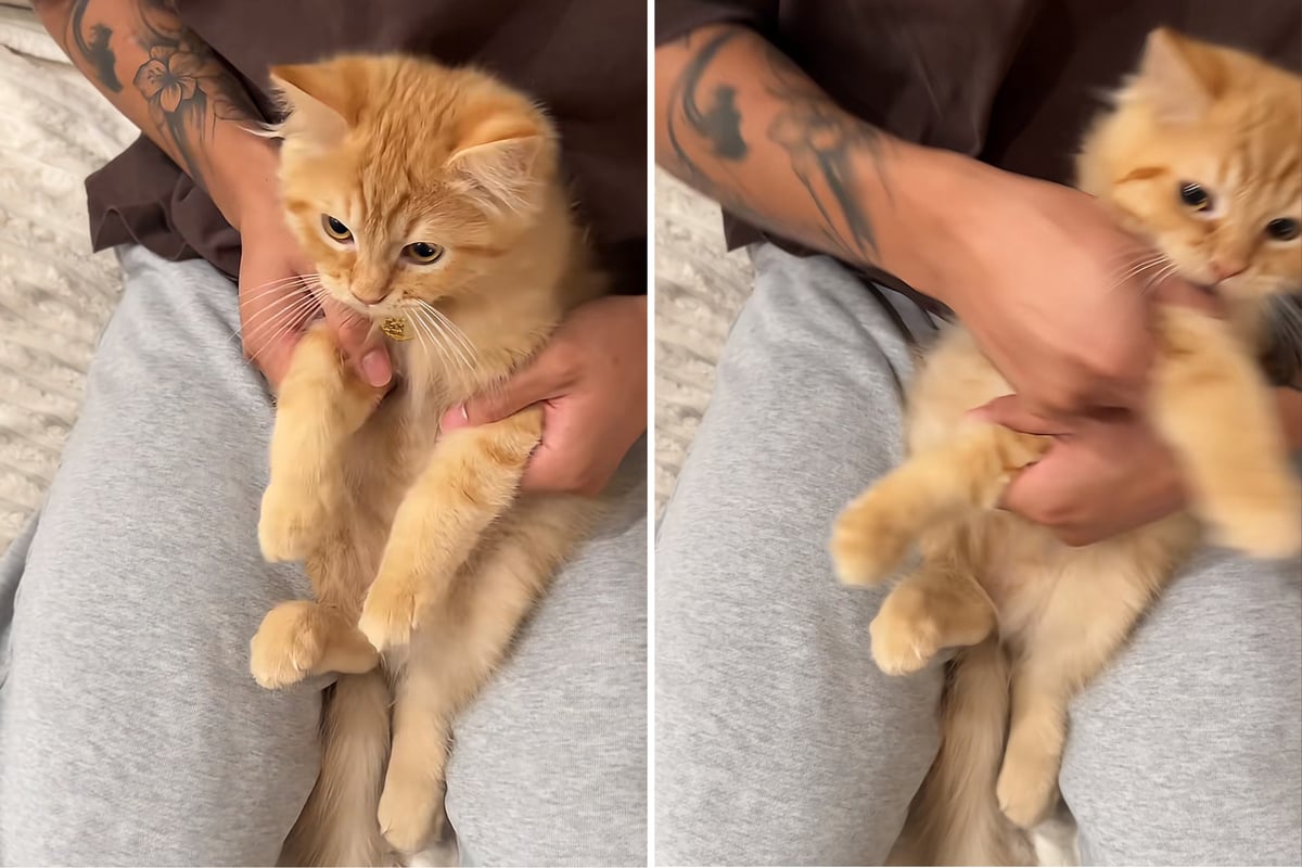 Orange cat shows off impressive kung-fu skills: "Did I really just break that?!?"