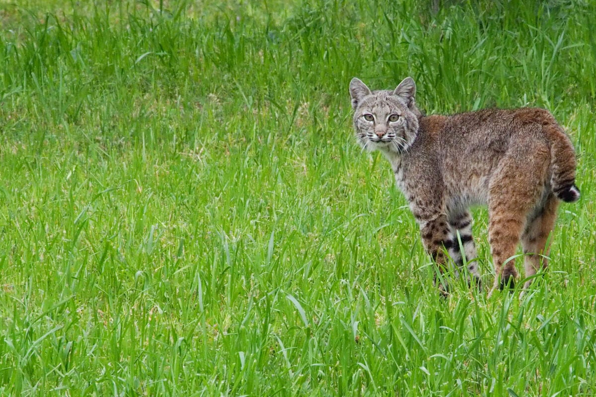 Heroic German Shepherd protects owner from aggressive rabid bobcat