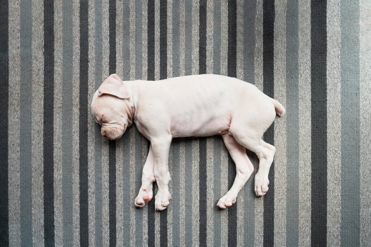 Why is my dog twitching in its sleep?