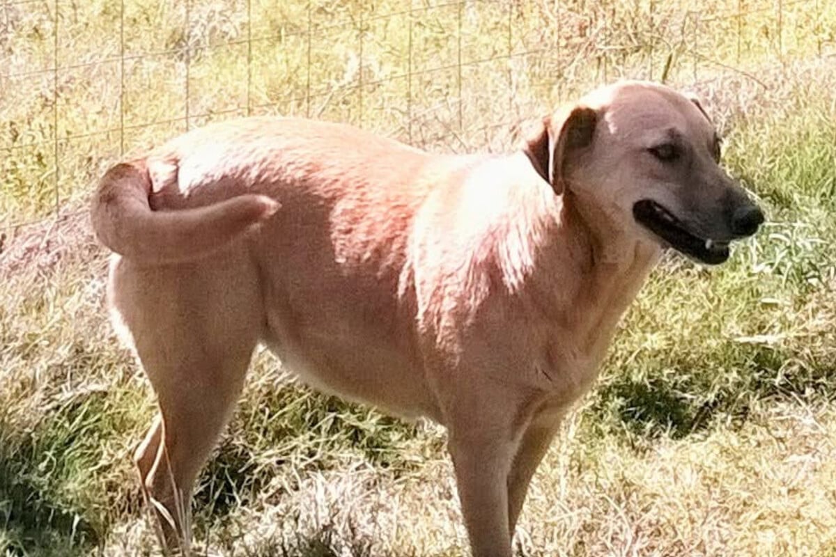 National Dog Day: Dog goes missing for six years until a shocking miracle changes everything