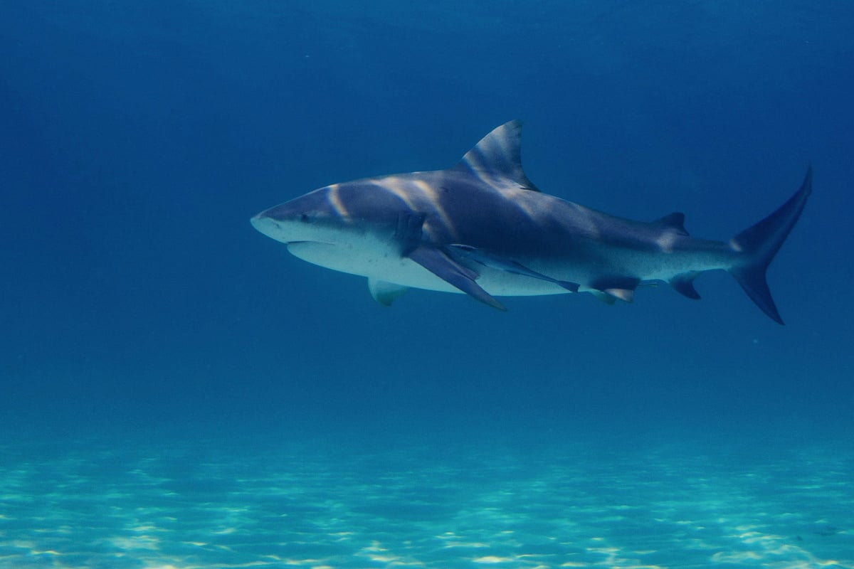 Shark attack kills swimmer off the coast of popular South African beach