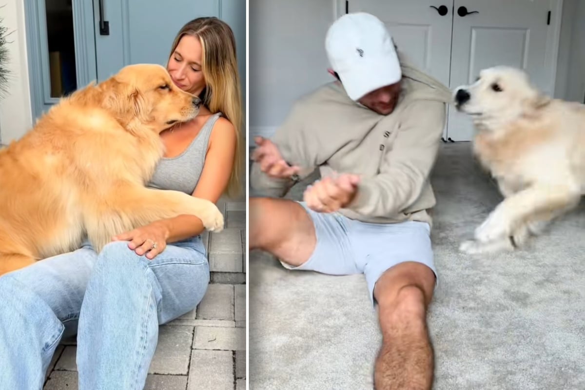 Golden retriever stuns its owners by acting nothing like their first "angel" pup!