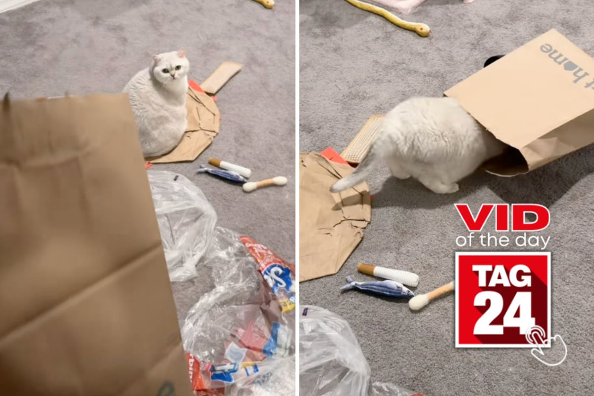 Viral Video of the Day for September 9, 2026: Chunky cat Betty adorably turns paper bag into new home