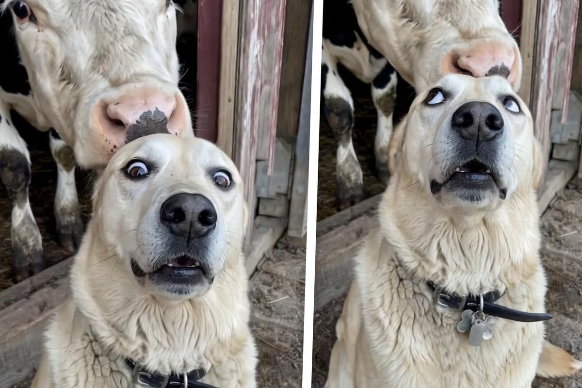 Golden Retriever's stunned reaction to a creeping cow will have you in tears!