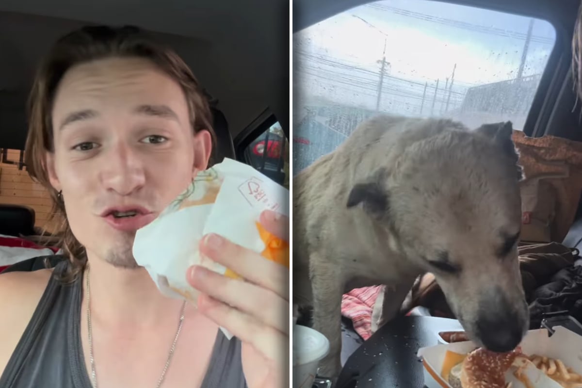 Stray dog stuns man by swapping burger bites for love – what happens next will melt your heart!