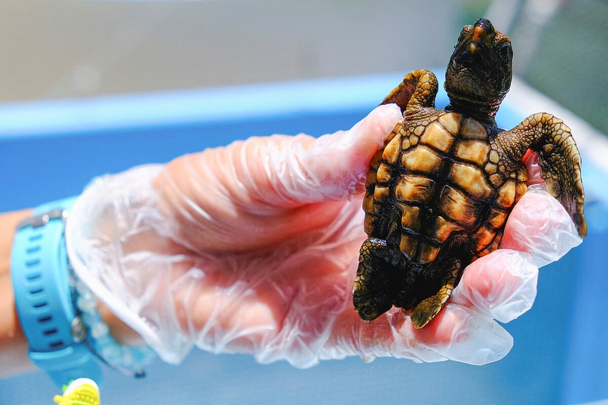 Newborn Florida turtles are having a hot girl summer – in the worst way