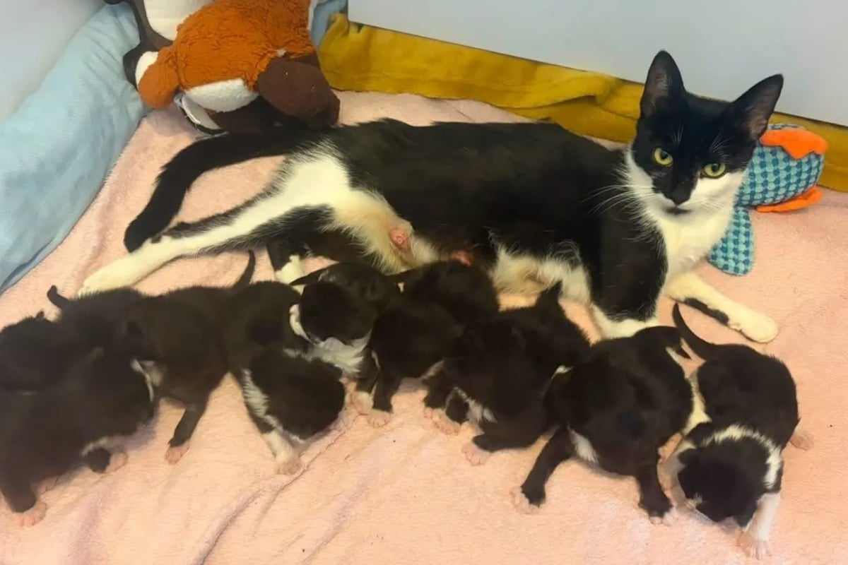 Cat leaves shelter workers in awe after giving birth to staggering number of kittens in one litter