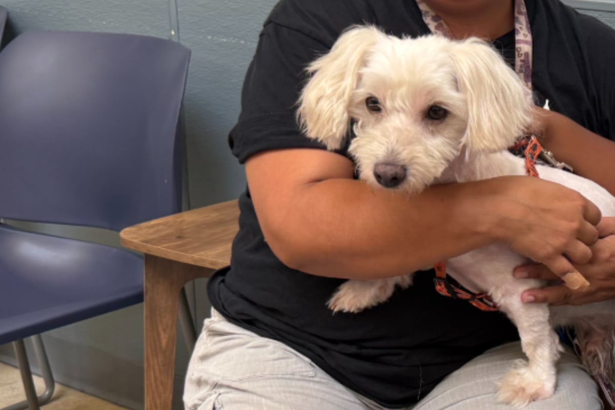 Lost dog reunited with owners after three long years: "Every day I was thinking about him"