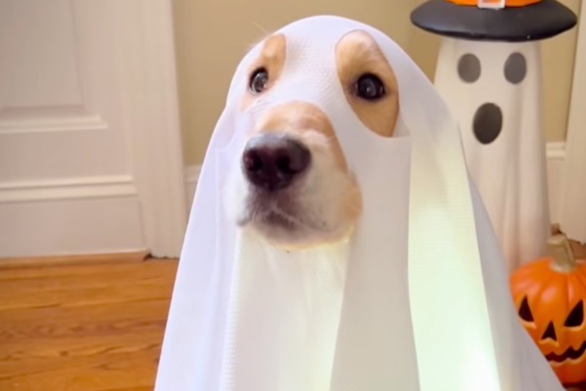 Golden retriever's ghostly reaction to spooky Halloween costume has people shedding happy and sad tears