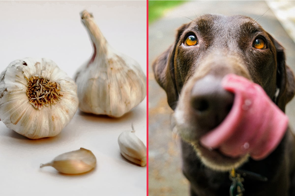 Can dogs eat garlic?