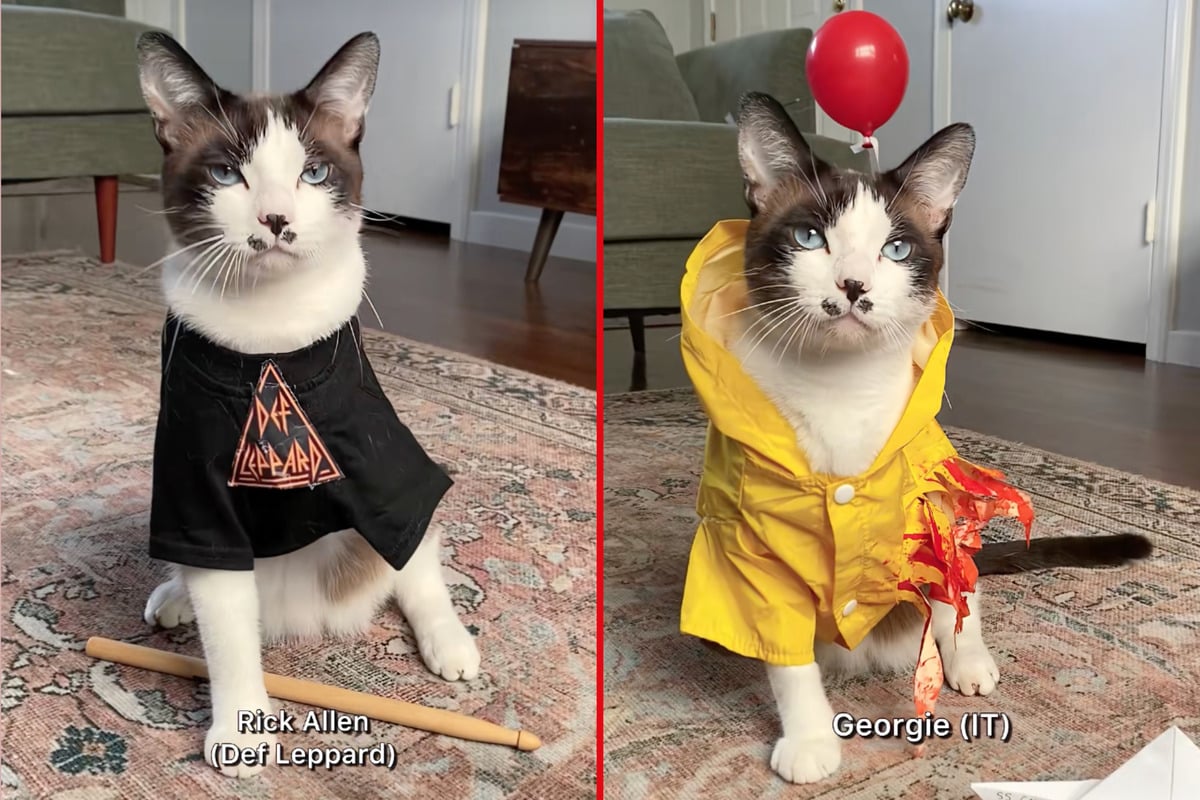 Precious "tripod" cat stunts in murderous Halloween 'fits that are too good to miss!