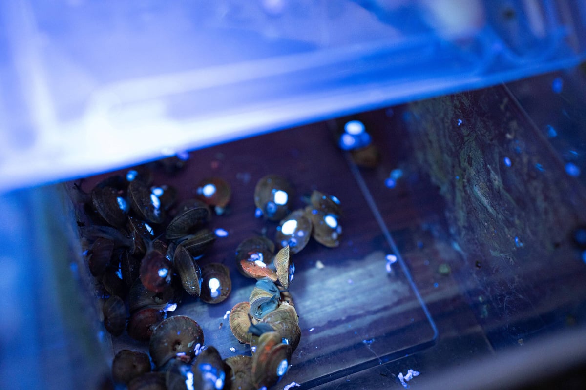 Near-extinct tiny snails returned to wild after breeding in UK zoo