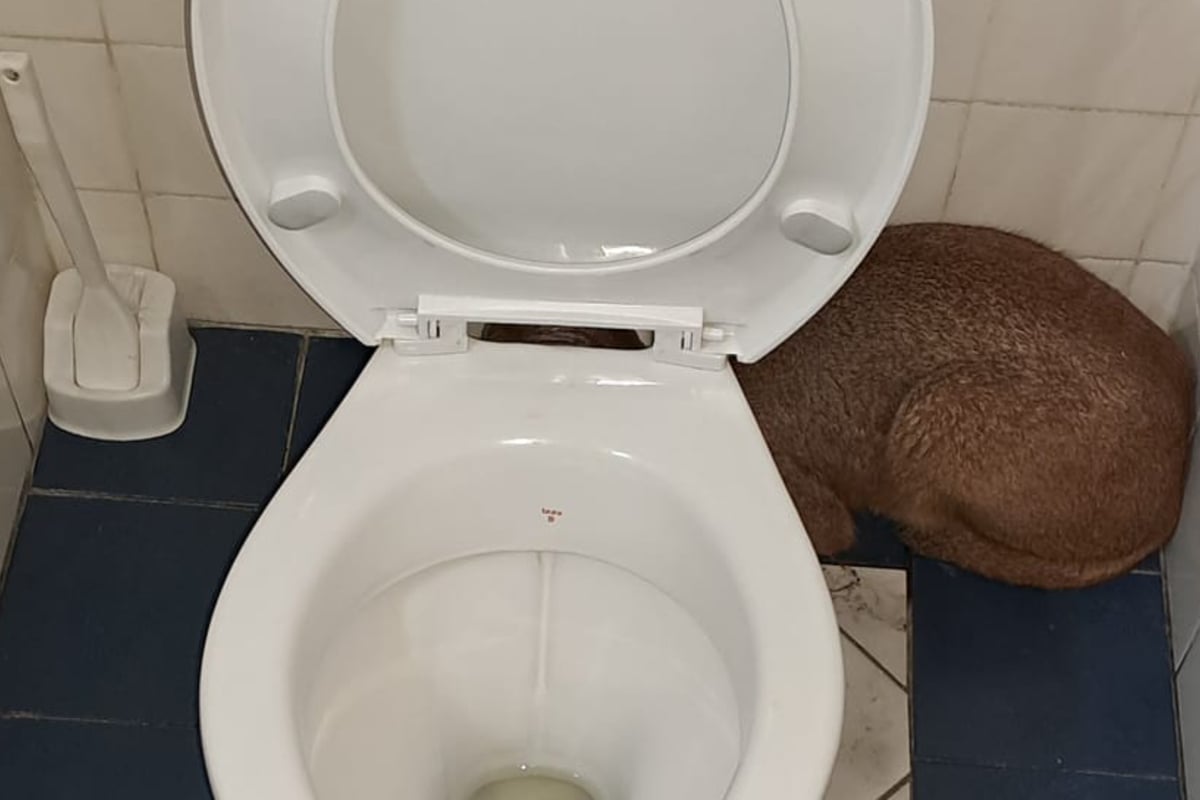 Man stumbles upon frightening animal in wild bathroom encounter