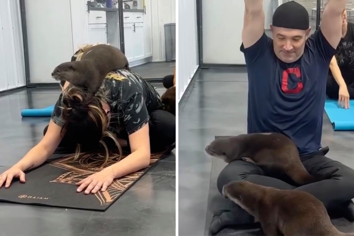 Otter yoga? Students relax with adorable animals in unconventional class