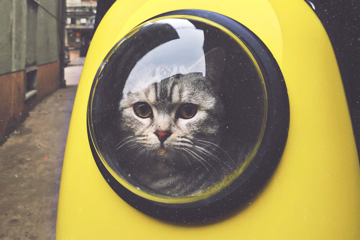 Stupid cats: Top 10 dumbest cat breeds in the world