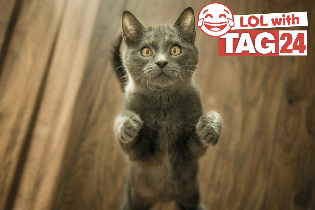 Joke of the Day for September 19, 2026: Happy Caturday!