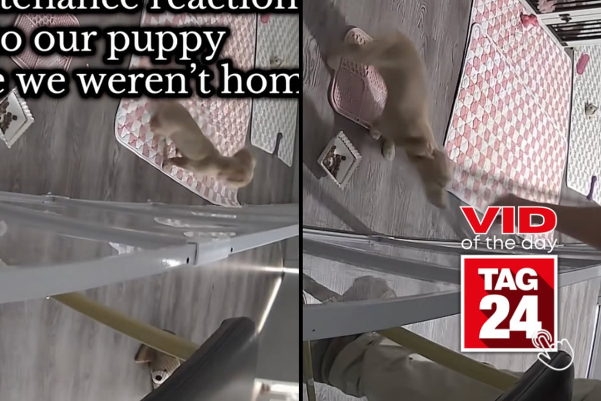 Viral Video of the Day for October 21, 2026: Maintenance worker loses it over adorable mini dachshund