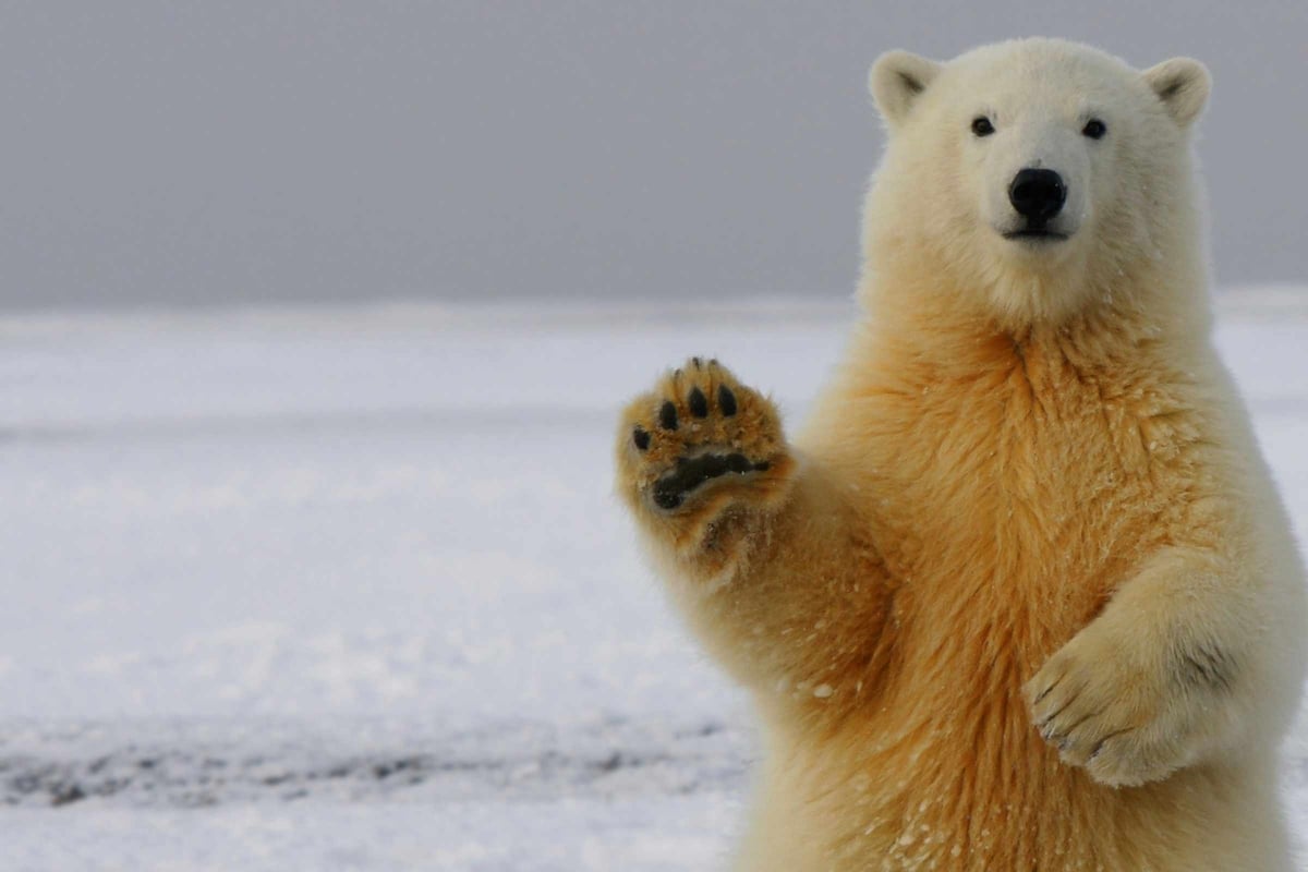 Sailors play cruel prank on sleeping polar bear – now they're facing the consequences