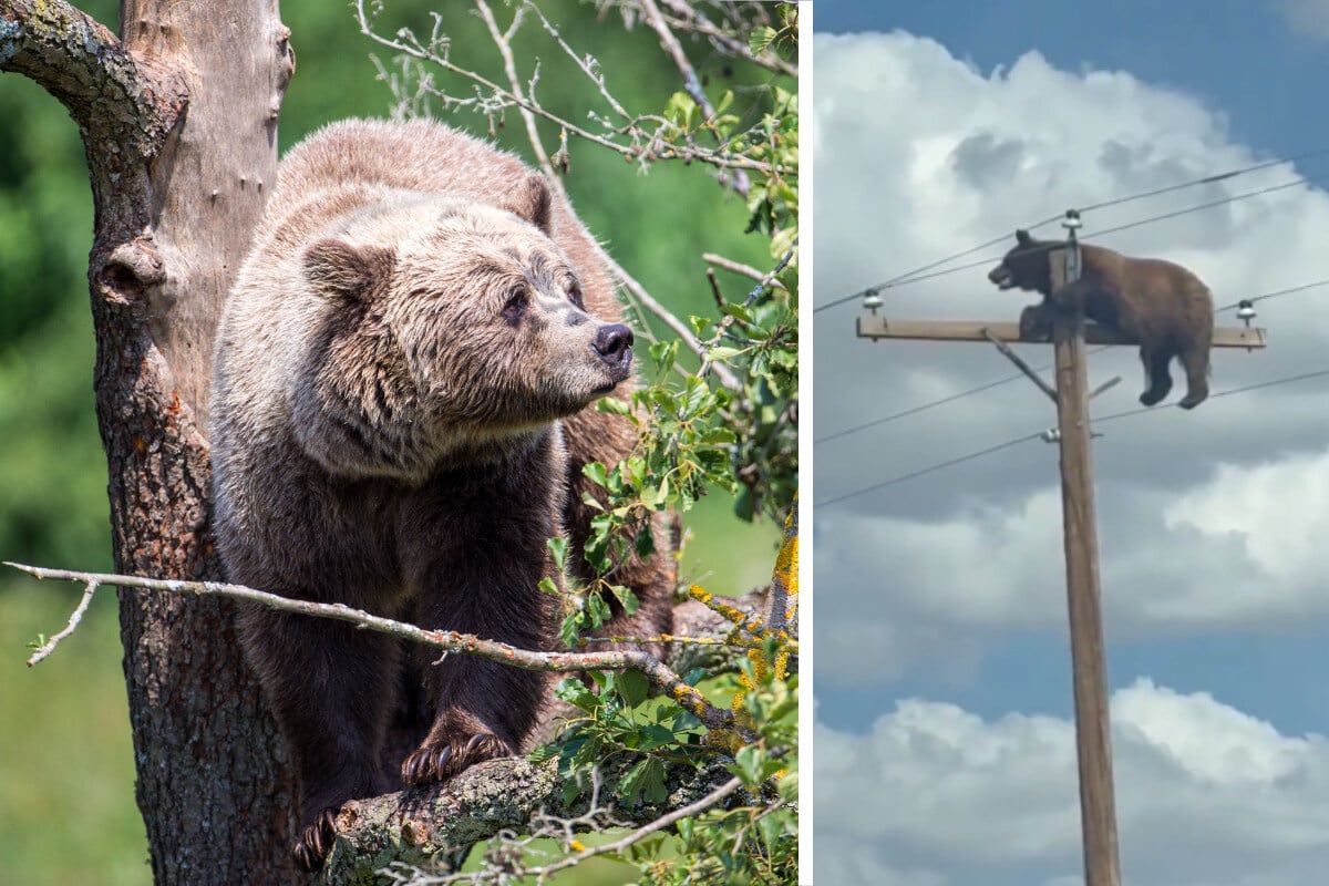 Bear caught sitting on top of power pole in unbelievable footage!