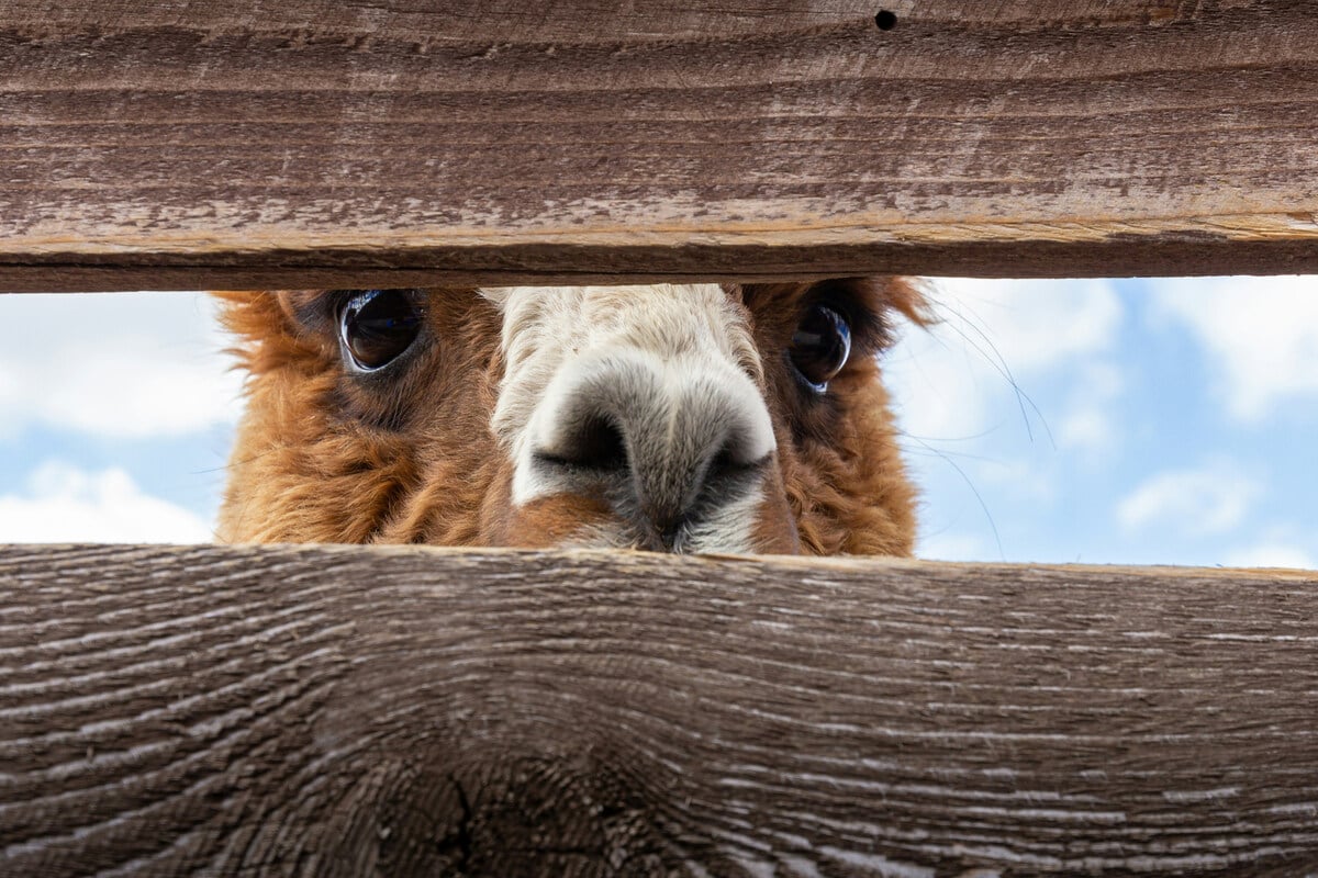 This alpaca parade won a world record