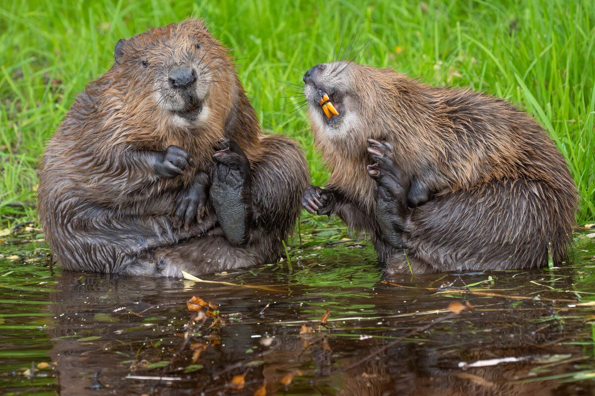 These animals are showing their silly side in the wild, but only one can win!