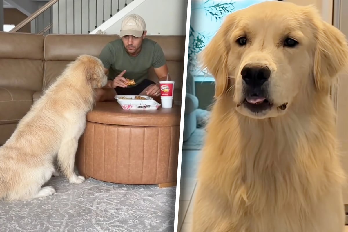 Dog owner tries to eat in peace – but his Golden Retriever isn't having it!