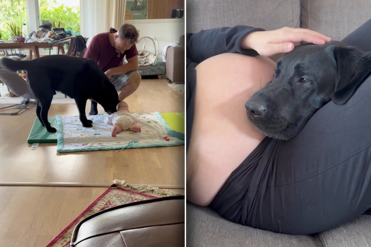 Dog mom is worried her pup won't like the new baby – then he "tells" her the emotional truth