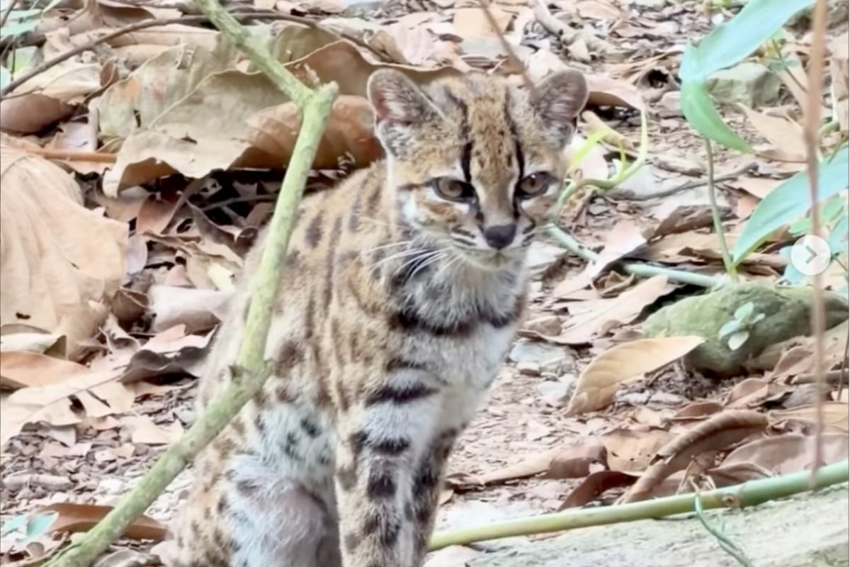 Meet the first newly discovered cat of this century: The Tilcayo!